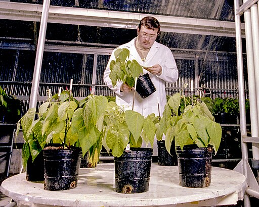 Efecto da chuvia ácida nas plantas