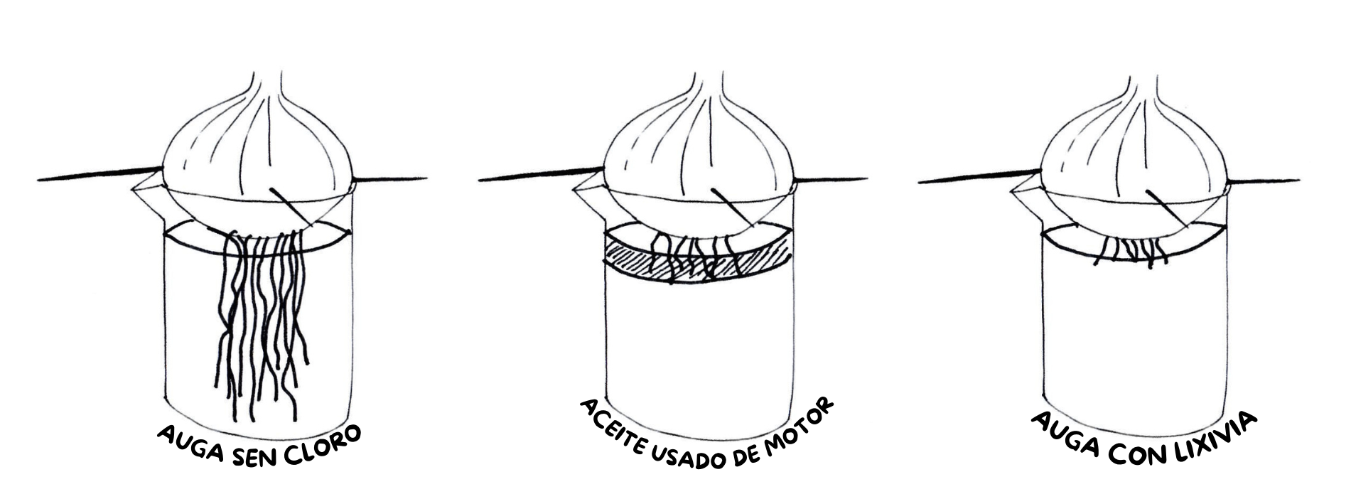 Cebolas sensibles Cebolas sensibles