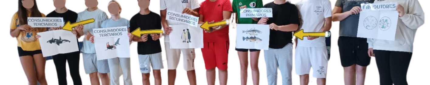 Cadea trófica humana