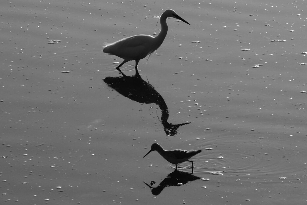 Marisma da Ramallosa (Nigrán, Pontevedra)