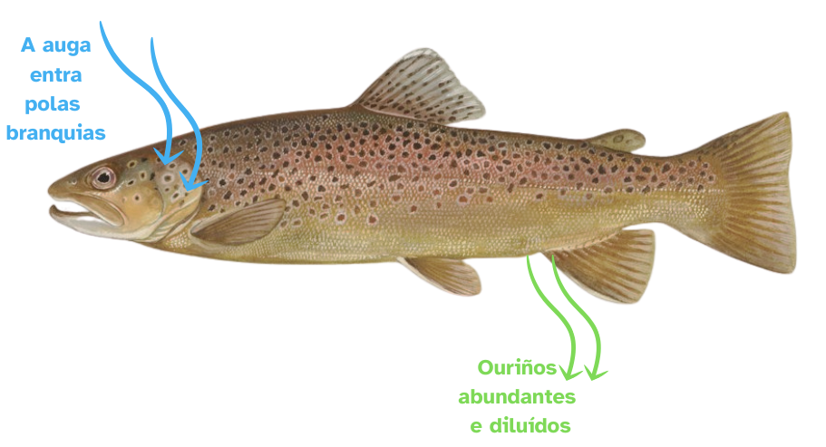 Osmorregulación – Troita