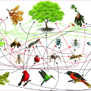 Redes tróficas formadas por varias cadeas tróficas.