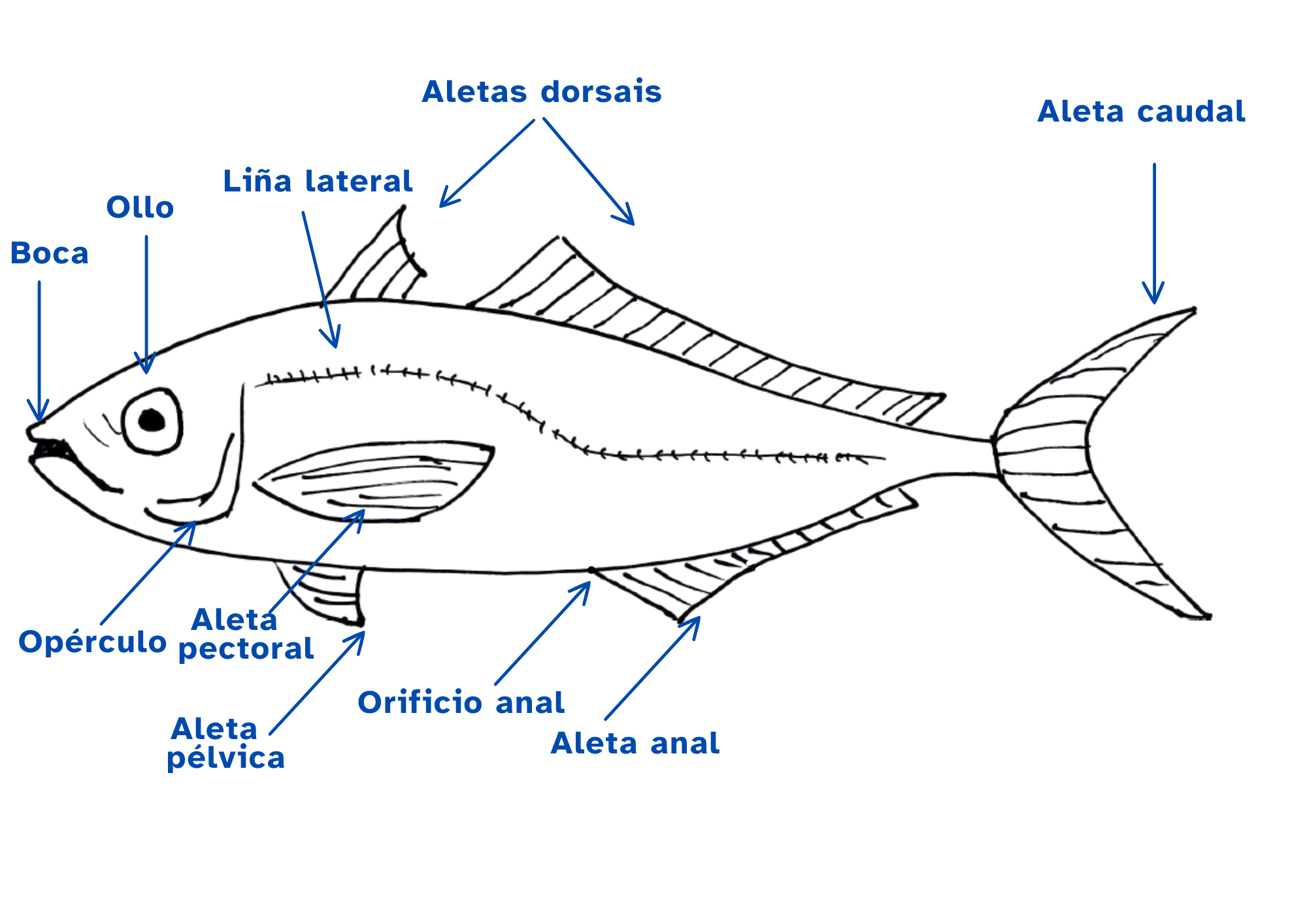 Anatomía externa dun peixe