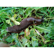 Molusco. Gasterópodo