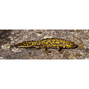 Anfibio urodelo. Tritón