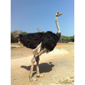 Ave corredora. Avestruz