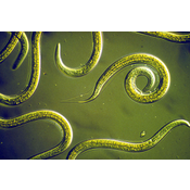 Vermes. Nematodos