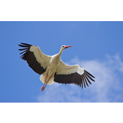 Ave zancuda. Cegoña