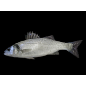 Peixes oseos. Lubina