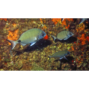 Peixes oseos. Sargos