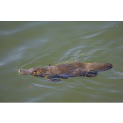 Mamífero monotrema. Ornitorrinco