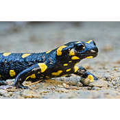 Anfibio urodelo. Píntega