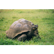 Réptil quelonio. Galápago