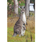 Mamífero marsupial. Canguro