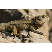 Réptil saurio. Lagarto