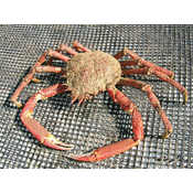 Artrópodo. Crustáceo