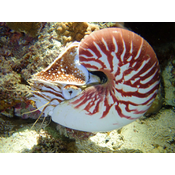 Molusco. Cefalópodo