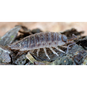 Artrópodo. Crustáceo