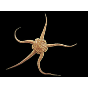 Equinodermo. Ofiura