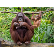 Mamífero placentario. Orangután