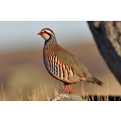 Ave gallinácea. Perdiz