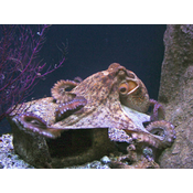 Molusco. Cefalópodo