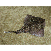 Peixes cartilaxinosos. Raia