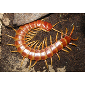 Artrópodo. Miriápodo