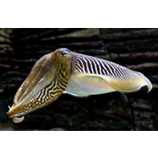 Molusco. Cefalópodo