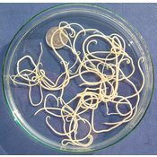 Vermes. Nematodos