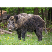 Mamífero placentario. Xabaril