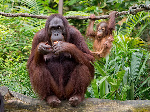 Mamífero.Orangután
