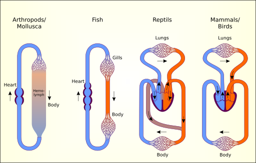 Aparatos circulatorios de vertebrados
