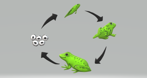 Metamorfose nos anfibios