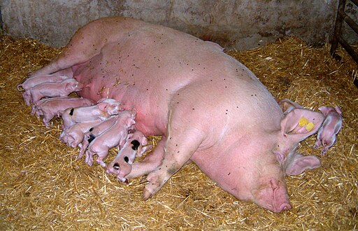 Mamífero amamantando ás súas crías