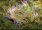 Cnidario. Anémona