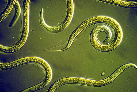 Nematodos