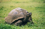 Réptil. Galápago