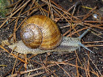 Molusco. Caracol