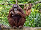 Orangután