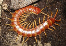 Escolopendra