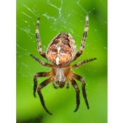 Artrópodo. Aracnido