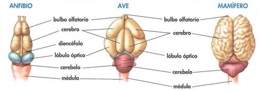 Estruturas nerviosas de anfibio, ave e mamífero