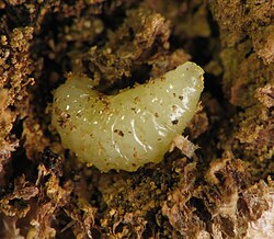 Larva