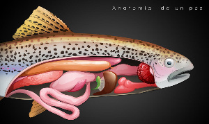 Anatomía dun peixe