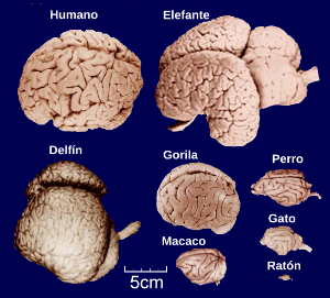 Comparación de cerebros de mamíferos