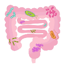 Microbiota