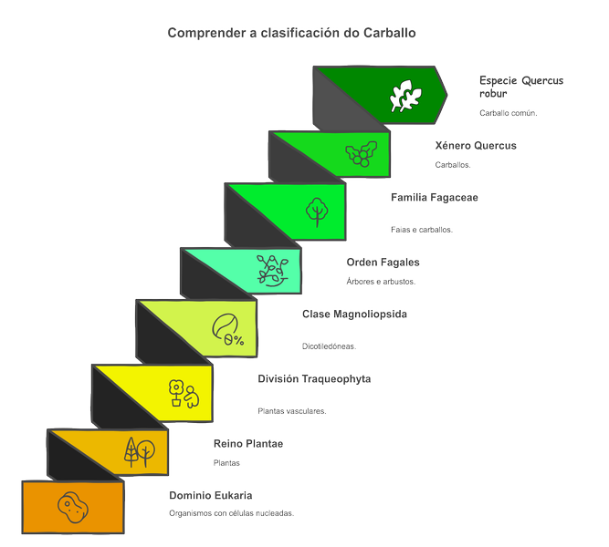 Categorías taxonómicas do Quercus robur