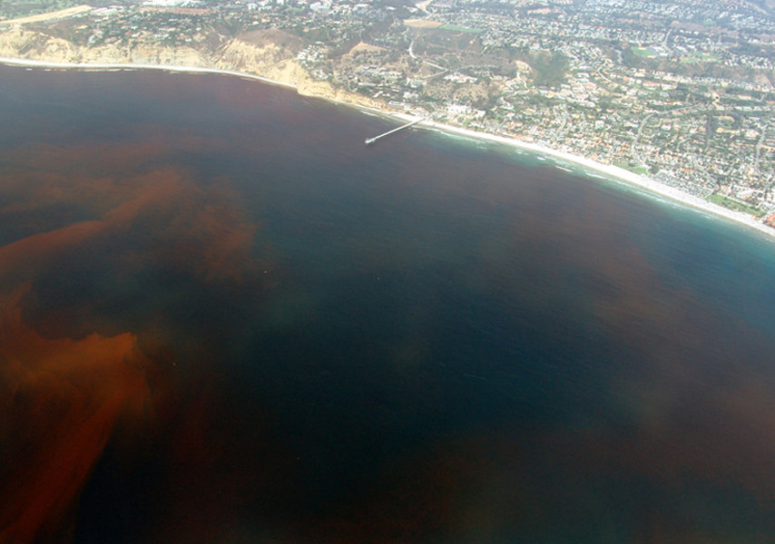 Marea vermella en California