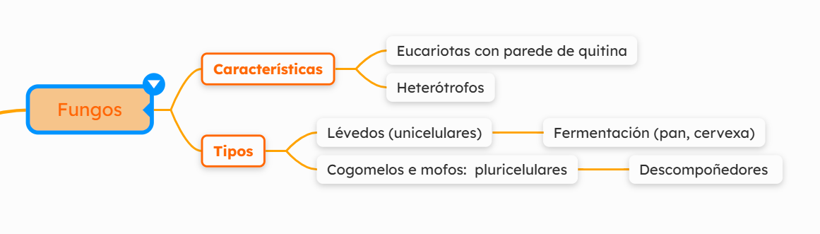 Mapa conceptos Fungos